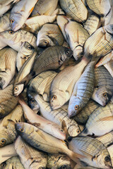 Sargo or white seabream, fish for sale in an Italian fish shop