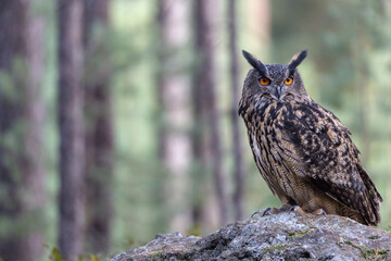 Brown owl is sitting on the stone in the forest. Horizontally. 