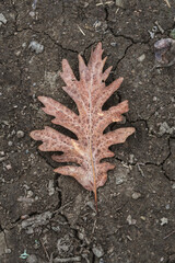 Dry oak leaf on ground
