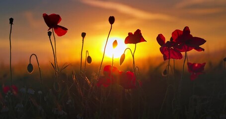Wheat field with red wild flowers of poppies against sunset sky, slow motion 4k video