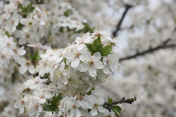background of spring cherry blossoms tree. selective focus