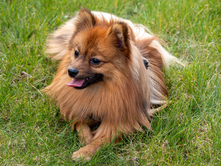 Red dog on green grass. Spitz dog breed. Spitz on green grass.