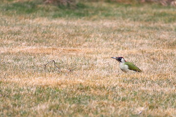 European green woodpecker (Picus viridis) - Large green bird with green and red plumage. Woodpecker in the grass.