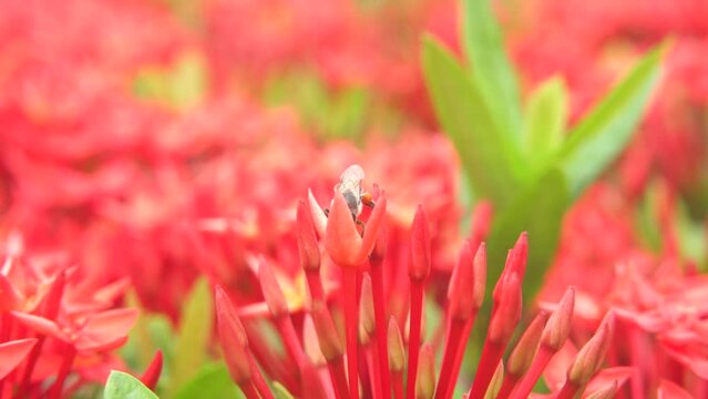 Bees are flying and eating pollen from ixora on a nature background.