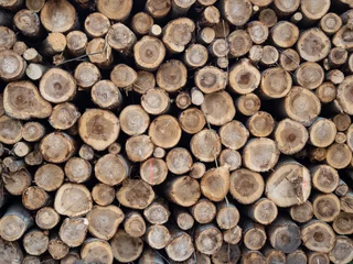 Möbelaufkleber Pile of logs, timber harvesting, forest woodworking industry. logging in the forest. © Jakob