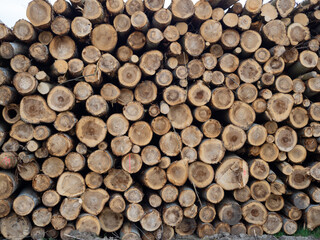 Pile of logs, timber harvesting, forest woodworking industry. logging in the forest.
