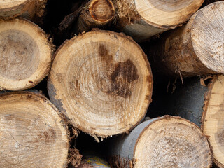 Pile of logs, timber harvesting, forest woodworking industry. logging in the forest.
