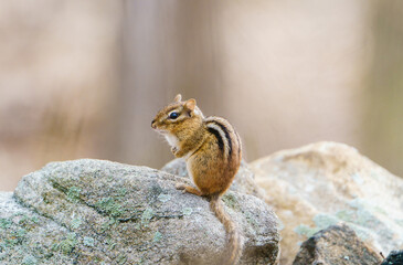 Patient Chipmunk