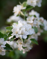 gentle apple blossom in April and May