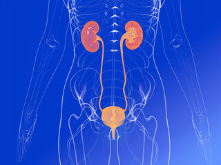 Anatomical 3d illustration of the urinary system inside the human body. Highlighting the kidneys and the urinary bladder. Transparent image of thin lines on a blue gradient background.