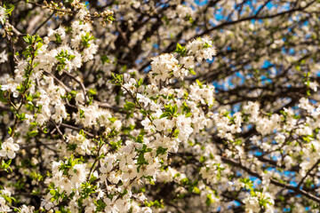 Spring time when cherry blossoms are in full bloom. Cherry blossoms against a blurred background.