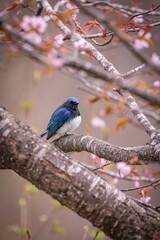 Fototapeta premium 北海道の5月、オオルリと桜。