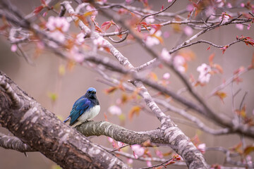 北海道の5月、オオルリと桜。