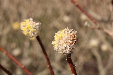 Close up of yellow edgeworthia shrub in full bloom in spring time