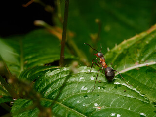 Ant - Formica rufa - in its natural forest habitat, on wet leaves, tree branches and garbage left by people.