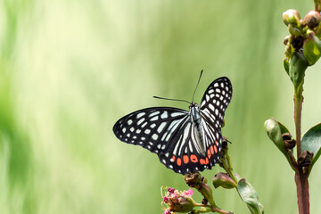 Close-up of a beautiful butterfly (hestina assimilis) sitting a leave / flower
