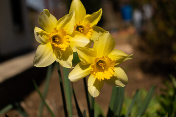 yellow daffodils in spring