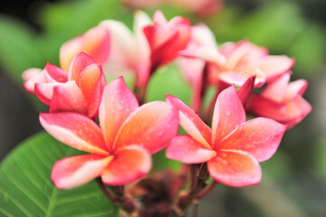 plumeria close up in selective focus point