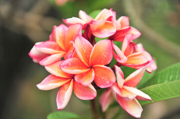 Fototapeta premium plumeria close up in selective focus point