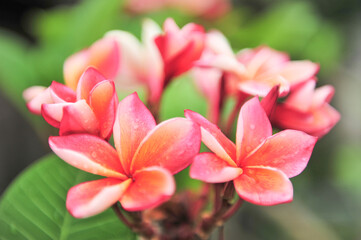 plumeria close up in selective focus point