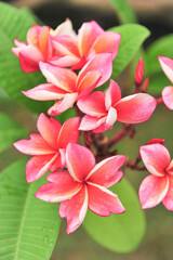 Obraz premium plumeria close up in selective focus point