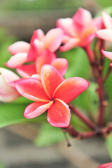 Obraz premium plumeria close up in selective focus point