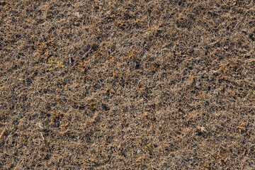 Old dry grass, leaves and needles on the sand.