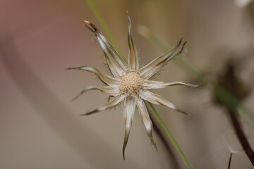 fleur de pissenlit séchée