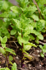 menthe