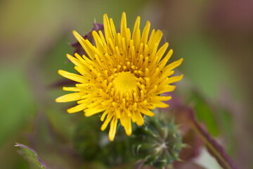 Fleur de pissenlit