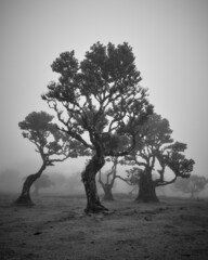 Trees in Fog