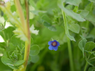 A small light blue anagalis flower on a sunny summer day. Beautiful fragrant wildflower in the meadow.