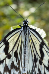 Close-up of a beautiful butterfly (Large Tree Nymph) sitting a leave / flower