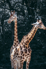 lyon animaux sauvage savane 
