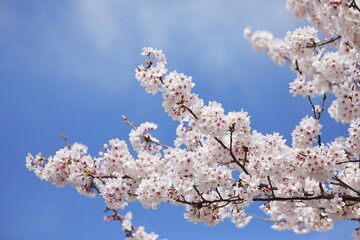 満開の桜の花