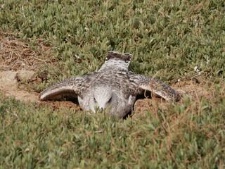The gull protects the nest. A large gray gull has closed its nest among the green grass with its body.