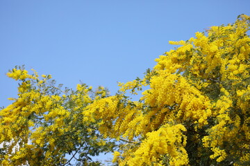 ミモザの花