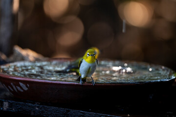 Japanese White - eye