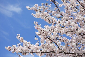 満開の桜の花