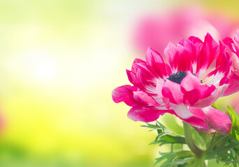 pink anemone flowers