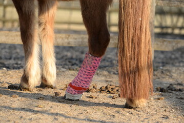 pretty in pink. Pony mit lustigem Verband am Hinterbein im Freien