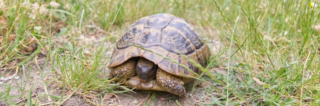 The Land turtle in its natural environment. A wild animal in forest of Kalambaka, Greece. The Hermanns tortoise. panorama picture