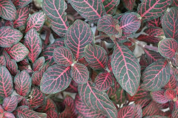 Close up of the red veined leaves of Nerve-Plant, also known as Fittonia Albivenis