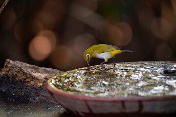 Japanese White - eye
