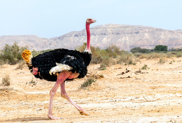 Male of African ostrich (Struthio camelus) in nature reserve, Middle East