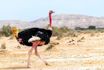 Gordijnen Male of African ostrich (Struthio camelus) in nature reserve, Middle East © sergei_fish13