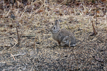 Wild rabbit on brown showing how natural selection makes them hidden from preditors. Brown and brown spotted, looks like the surroundings.