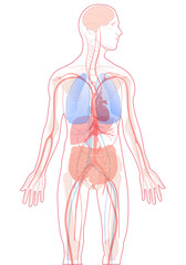Vector illustration of human anatomy. Showing the various internal organs and transparent skeleton.