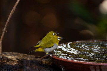 Japanese White - eye