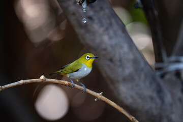 Japanese White - eye